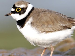 ground nesting birds news e1594374645338 450x320