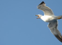 seagull 2309234 1920