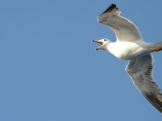 seagull 2309234 1920