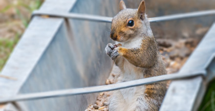 Squirrel eating grains