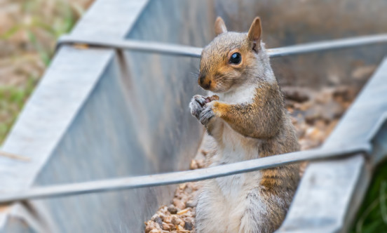 Squirrel eating grains