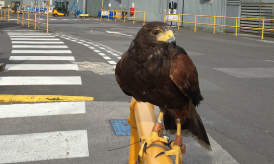 Bath manufacturing unit bird of prey