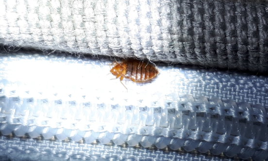 Bed Bugs 2