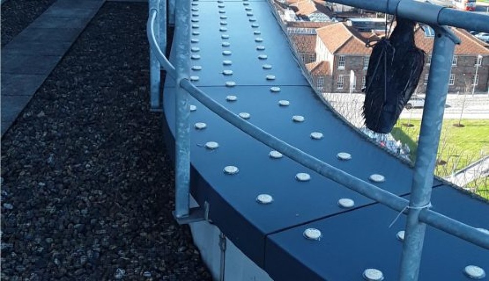 Does bird repellent gel work? NBC Environment