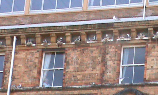 Britannia gull control