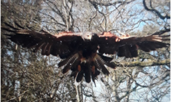 Falconry woodland protection