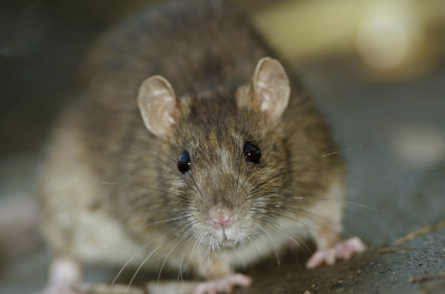 Pest Control Services 