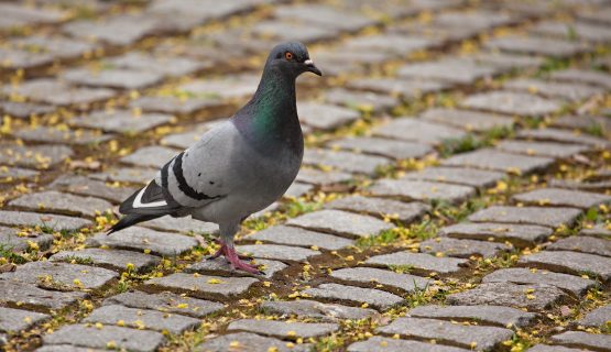 Rock Dove Feral Pigeon