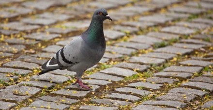 Rock Dove Feral Pigeon