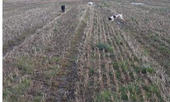 Specialist Ground Nesting Canine Team