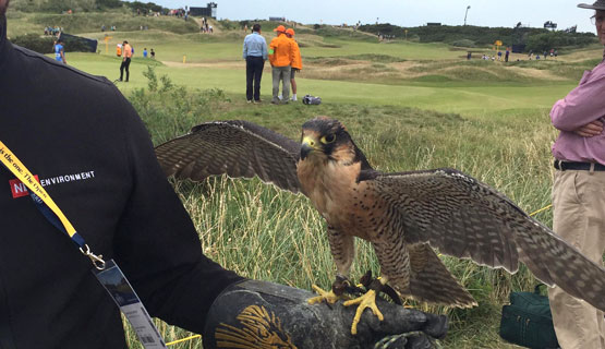 The Open Falconry in the field