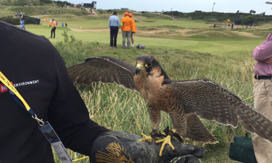 The Open Falconry in the field