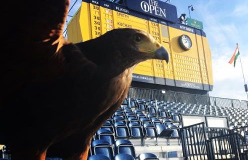 The Open Falconry