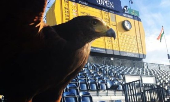 The Open Falconry