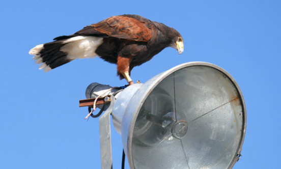 United Fish Bird of Prey patrolling