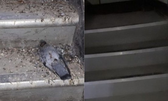 VPS UK Ltd stairs with pigeons and guano