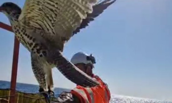 falconer on boat