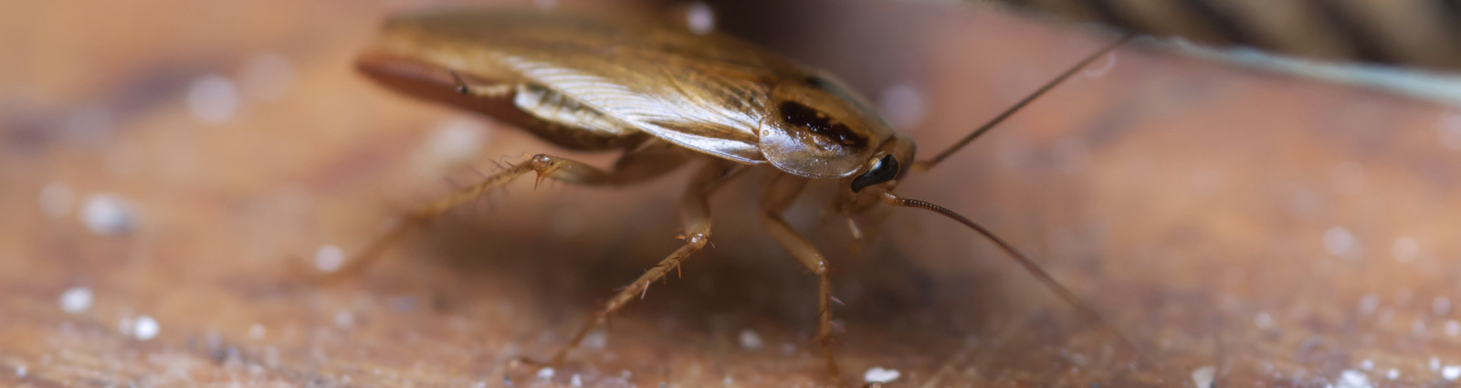 Cockroach Control 