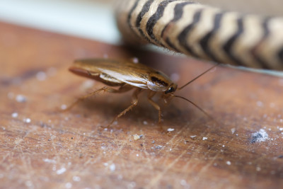 Cockroach Control 