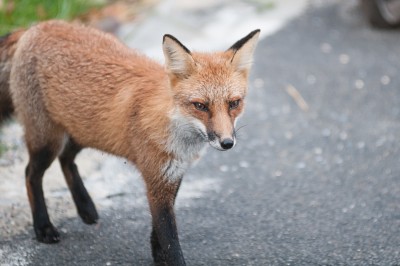 Fox Control