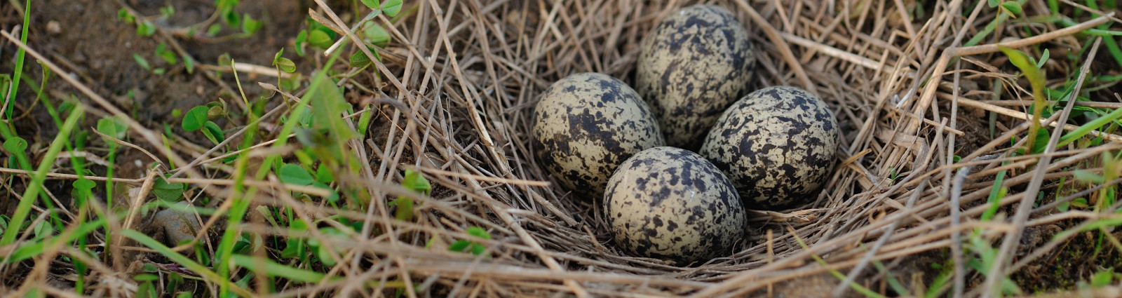 Ground Nesting Bird Mitigation