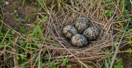Ground Nesting Bird Mitigation