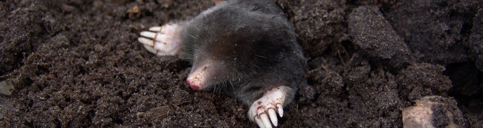 Mole Control 