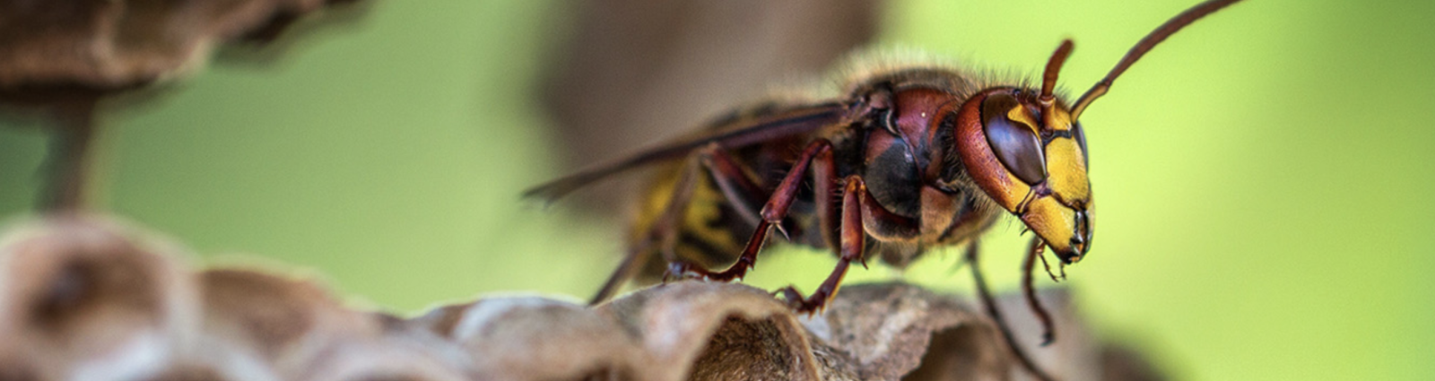 Wasp nest removal