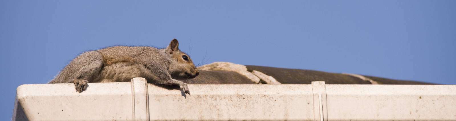 Squirrel Hero v3