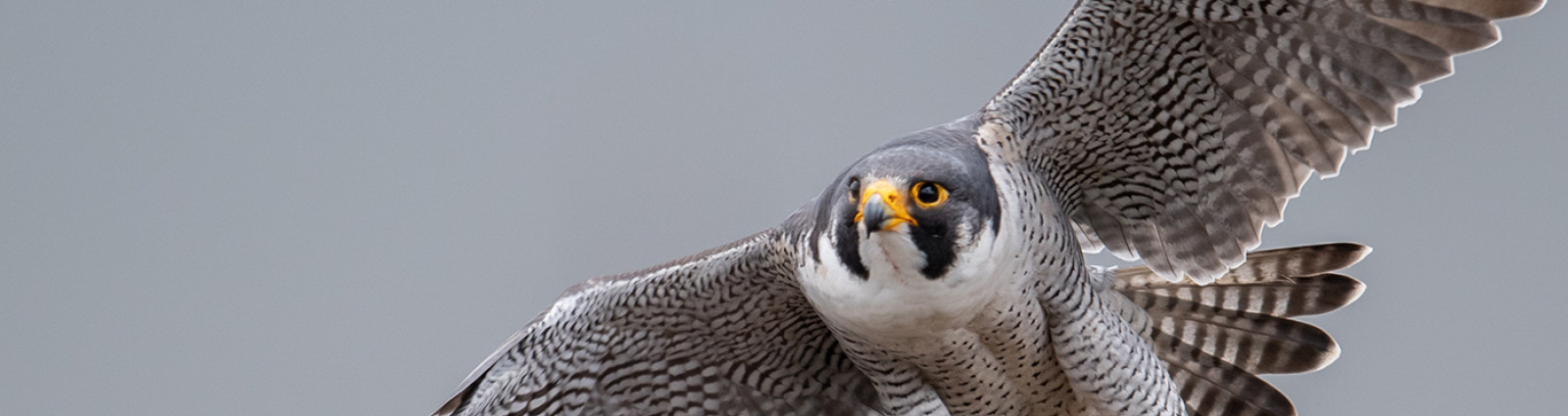 Recognising birds of prey - Norfolk Wildlife Trust