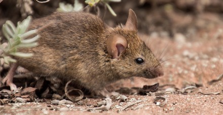 field mouse 3311668 1920