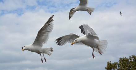 flight of seagulls 2584980 1920 v2