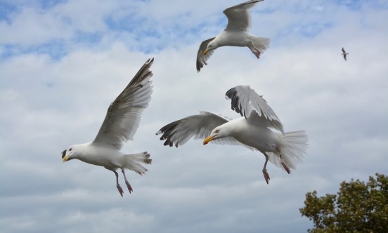 flight of seagulls 2584980 1920 v2