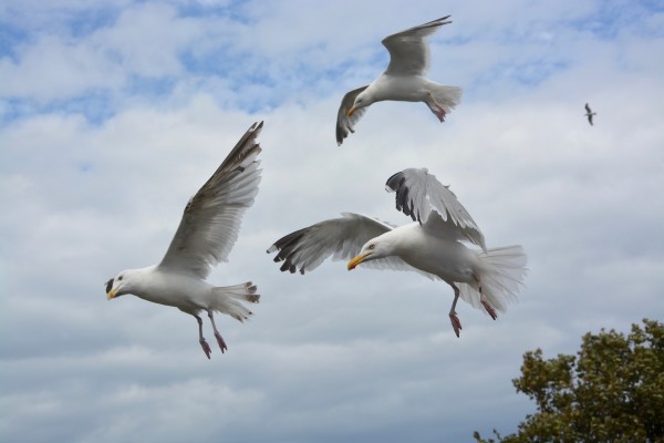 flight of seagulls 2584980 1920 v2