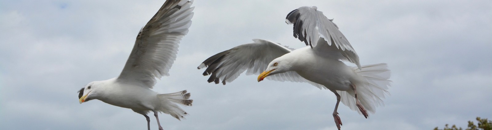 flight of seagulls 2584980 1920