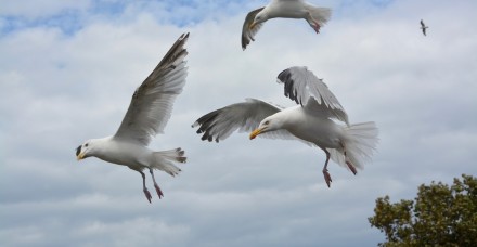 flight of seagulls 2584980 1920