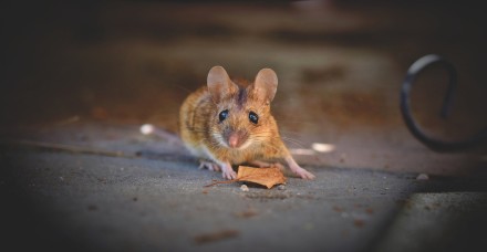 house mouse 5344690 1920