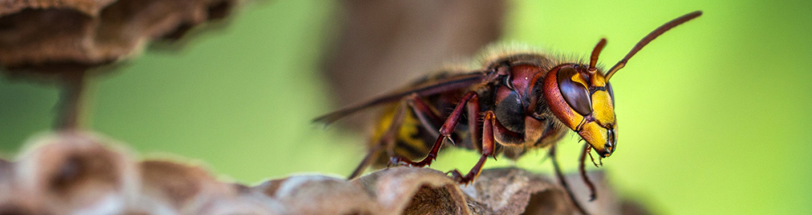 macro lens photography of yellow and red bee 928973