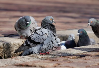 pigeons 3268990 1920