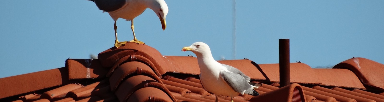 seagulls 668786 1920