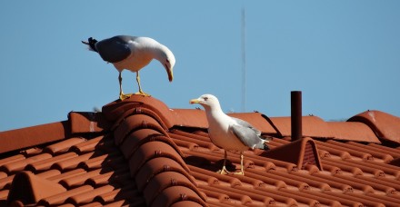 seagulls 668786 1920