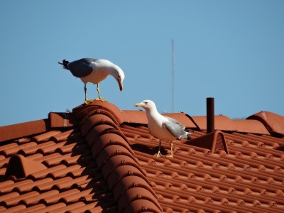 seagulls 668786 1920