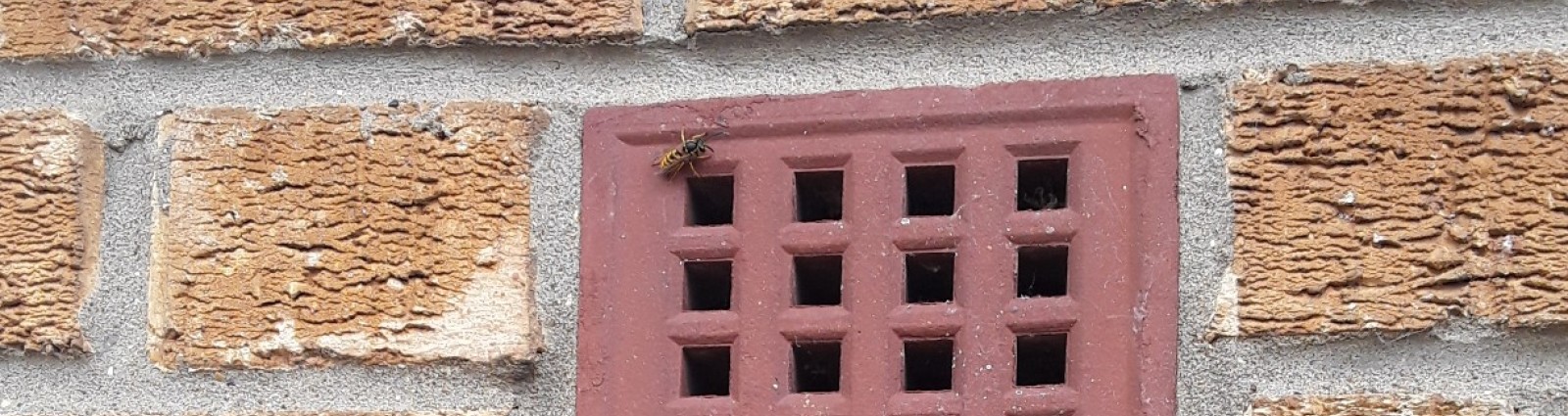 wasp on air vent v2