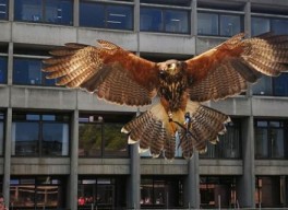 UEA Pigeon Control