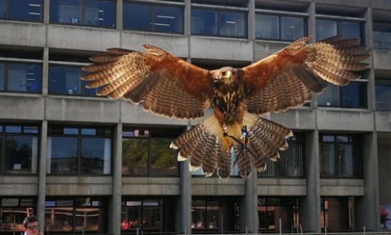 UEA Pigeon Control