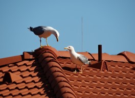 seagulls 668786 1920