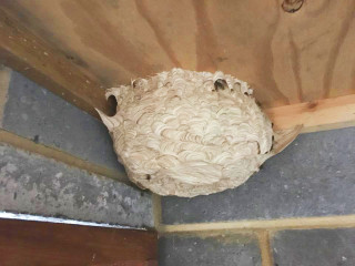 wasp nest 2